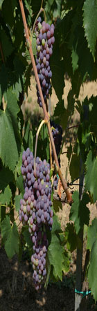 Stretched image of grape vine